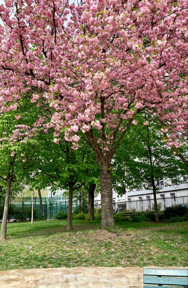 Jardin Villemin
