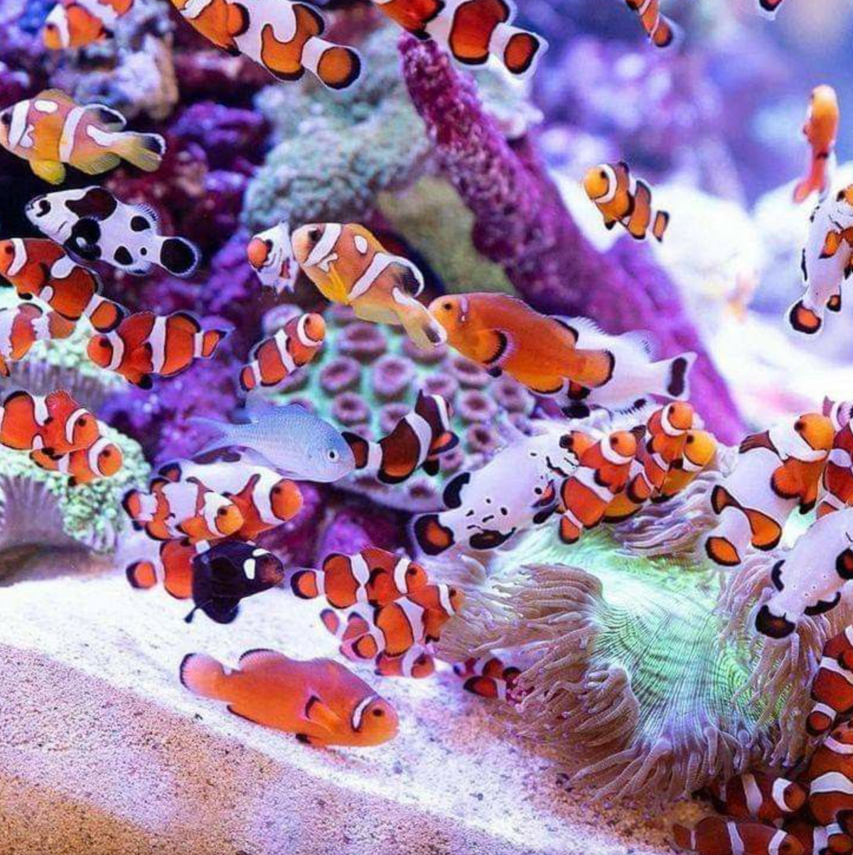 Aquarium de Paris