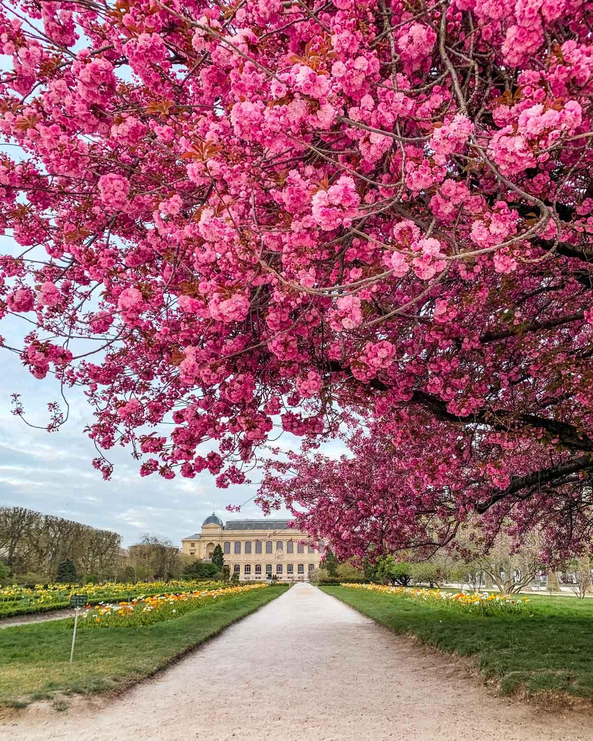 Jardin des plantes