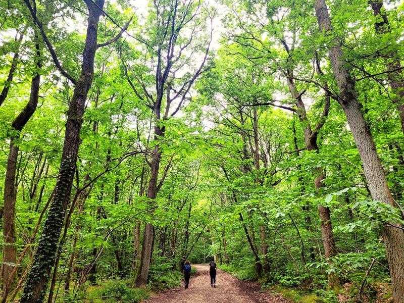 Forêt domaniale Verrières
