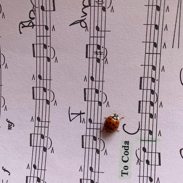 La coccinelle voyage