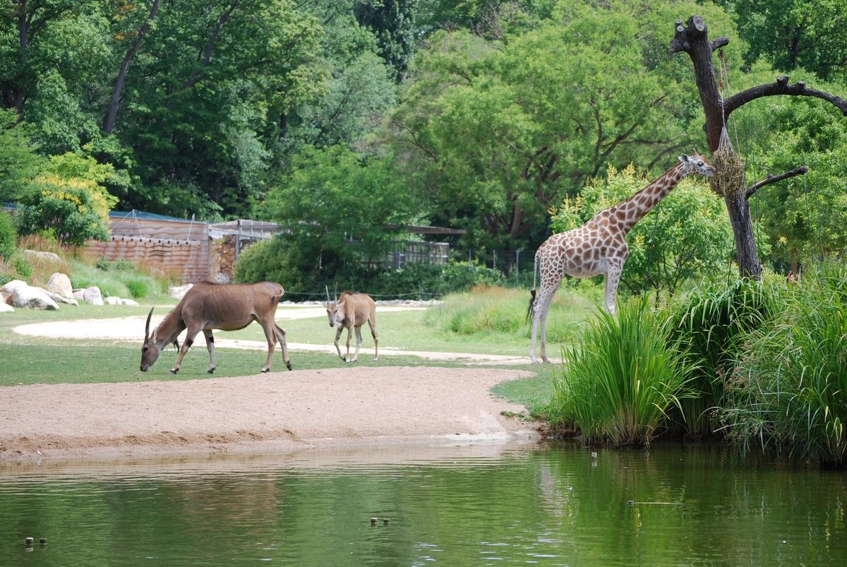 Parc zoologique de Lyon